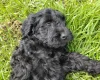 Cockapoo