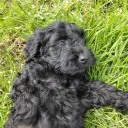 Cockapoo