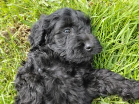 Cockapoo