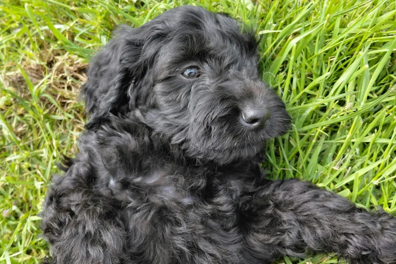 Cockapoo