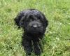 Cockapoo