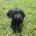 Cockapoo