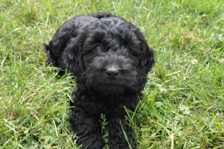 Cockapoo