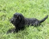 Cockapoo