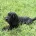 Cockapoo