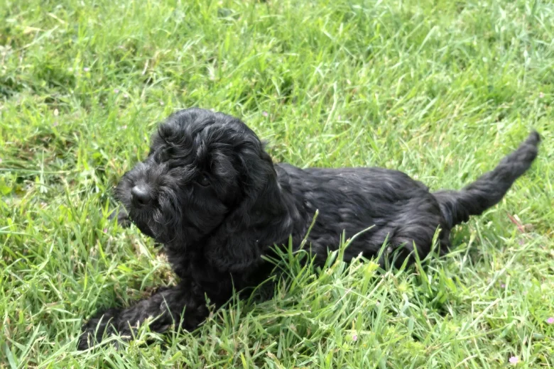 Cockapoo