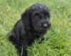 Cockapoo