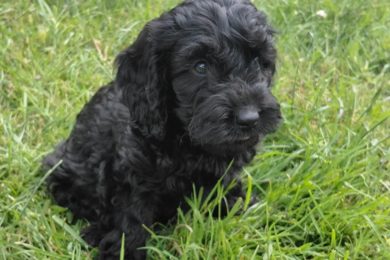 Cockapoo