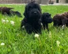 Cockapoo
