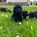 Cockapoo