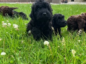 Cockapoo
