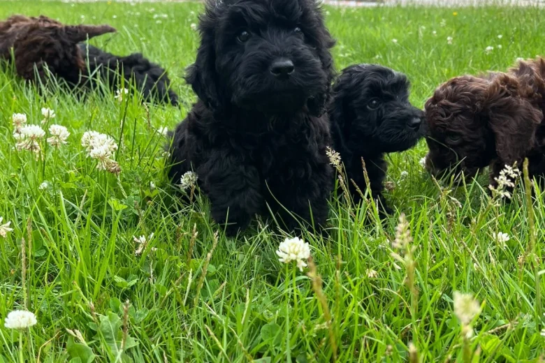 Cockapoo