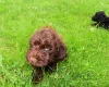 Cockapoo