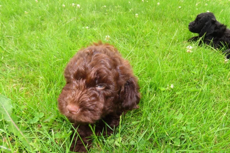 Cockapoo