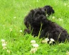 Cockapoo