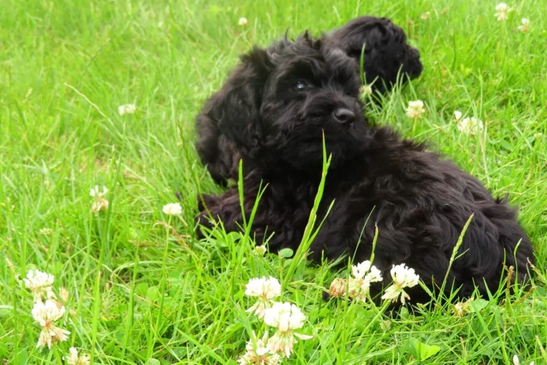 Cockapoo