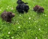 Cockapoo