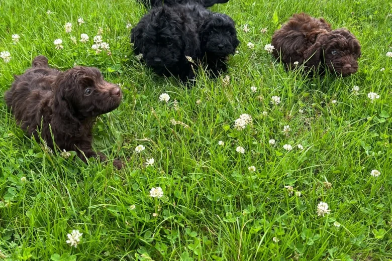 Cockapoo