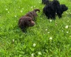 Cockapoo