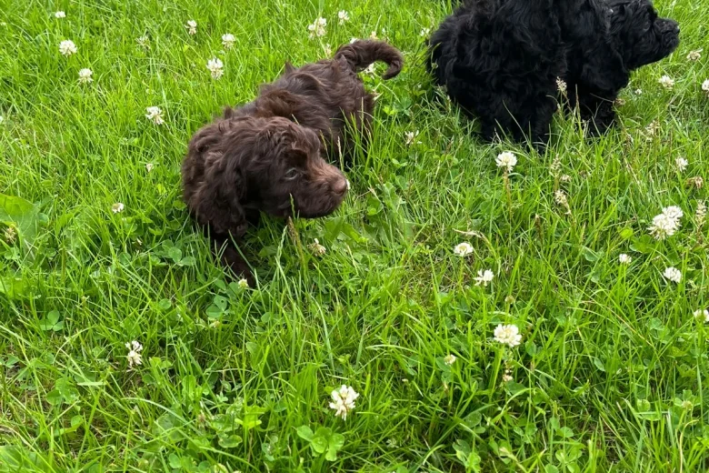 Cockapoo
