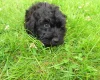 Cockapoo