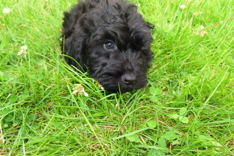 Cockapoo