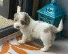 Cockapoo