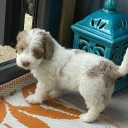 Cockapoo