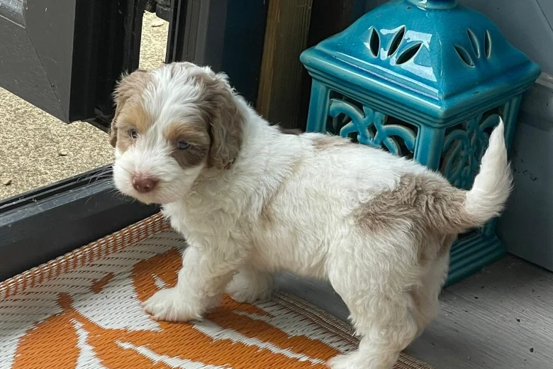 Cockapoo