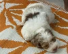 Cockapoo