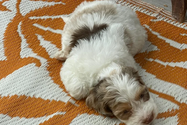 Cockapoo