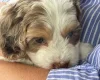 Cockapoo
