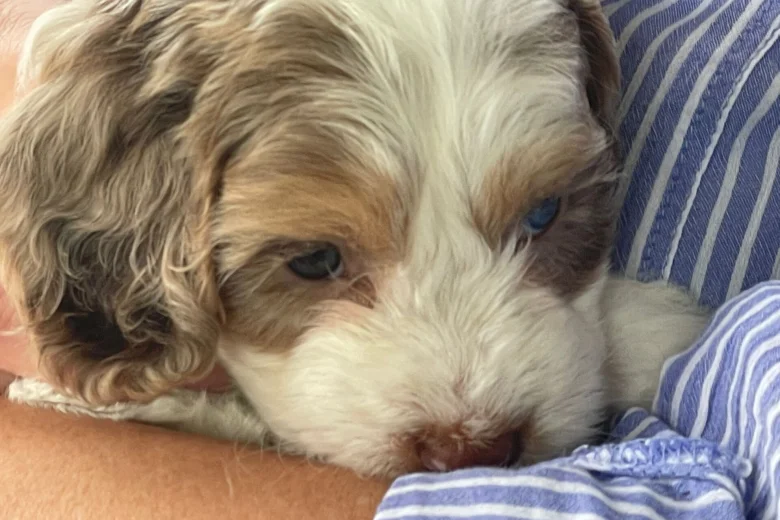 Cockapoo