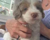 Cockapoo