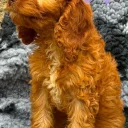 Cockapoo