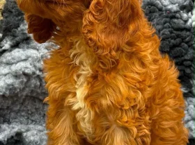 Cockapoo