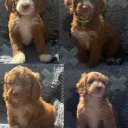 Cockapoo