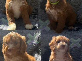 Cockapoo