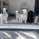 Cockapoo