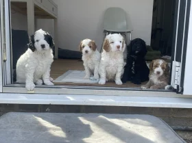 Cockapoo