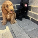 Cockapoo