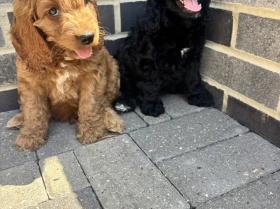 Cockapoo
