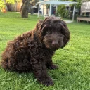 Cockapoo