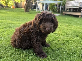 Cockapoo