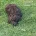 Cockapoo