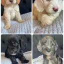 Cockapoo