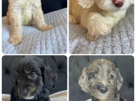Cockapoo