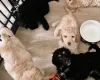 Cockapoo