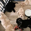 Cockapoo