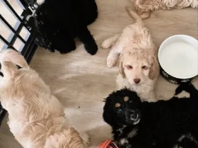 Cockapoo